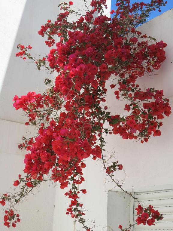 Guest house Dar El Yasmine Tunis